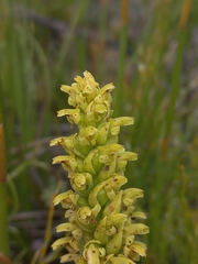 Disa cylindrica