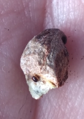 Callirhytis quercusventricosa