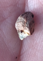 Callirhytis quercusventricosa