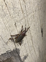 Cholus parallelogrammus