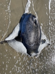 Masturus lanceolatus