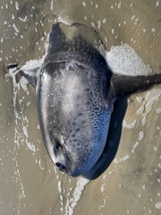 Masturus lanceolatus