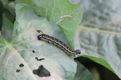 Hyles livornica