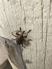 Cholus parallelogrammus