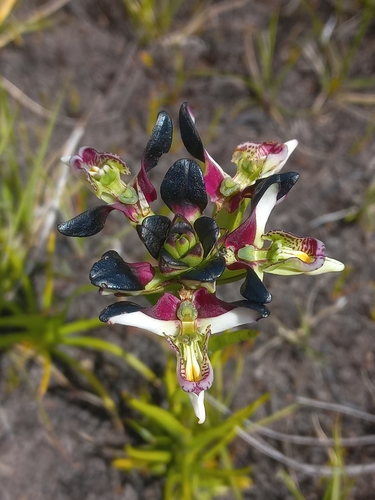 Image of Disa atricapilla by (c) Brian du Preez, some rights reserved (CC BY-SA)