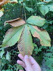 Aesculus flava