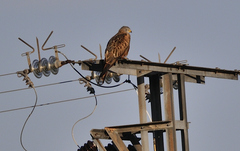 Milvus milvus milvus