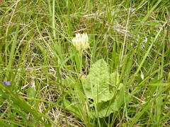 Primula veris
