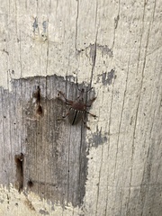 Cholus parallelogrammus