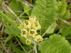 Primula veris