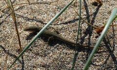 Psammodromus edwarsianus