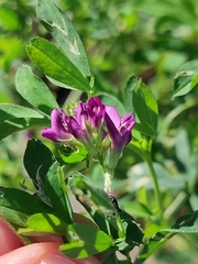 Medicago sativa