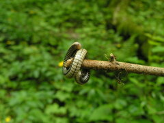 Pachyiulus krivolutskyi