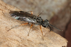 Dolerus vestigialis