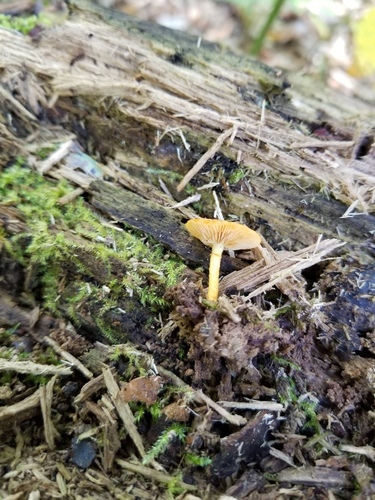 Pholiota
