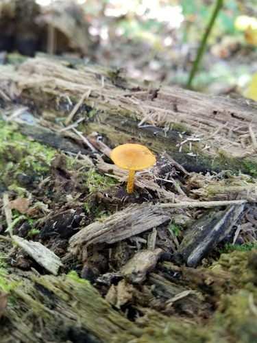 Pholiota (Photo 2 of 2)