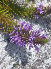 Merciera azurea