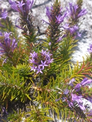 Merciera azurea