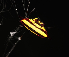 Gasteracantha fornicata