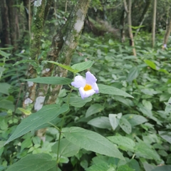 Thunbergia natalensis