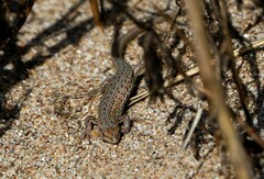 Psammodromus edwarsianus