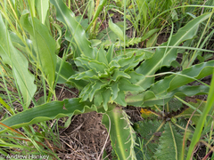 Eucomis autumnalis clavata