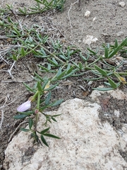 Fagonia cretica