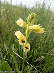 Eulophia welwitschii