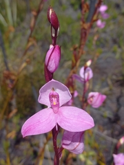 Disa racemosa