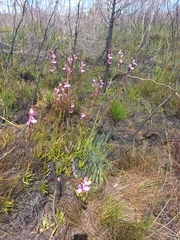 Disa racemosa