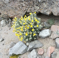 Senecio mairetianus