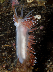 Coryphella