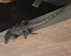 Anolis bonairensis
