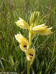 Eulophia welwitschii