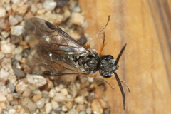 Dolerus vestigialis