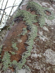 Menegazzia