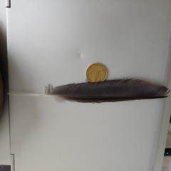 Falco novaeseelandiae