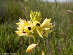 Eulophia welwitschii