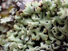 Menegazzia