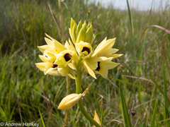 Eulophia welwitschii