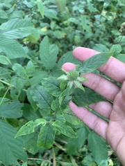 Monarda clinopodia