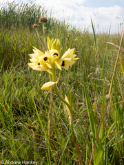 Eulophia welwitschii