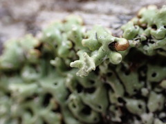 Menegazzia