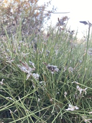 Genista umbellata