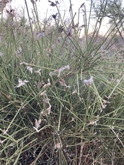Genista umbellata