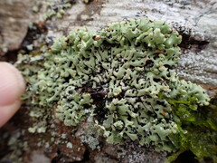 Menegazzia