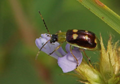 Diabrotica sinuata
