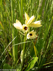 Eulophia welwitschii