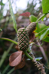Montrichardia arborescens