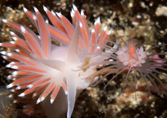 Coryphella